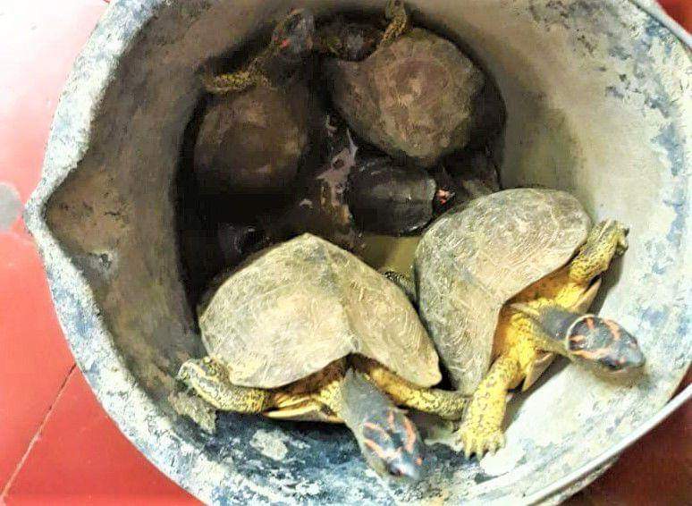 Trinidad - MAN TAKES FIVE TURTLES HOME, GETS ARRESTED - Asberth News ...