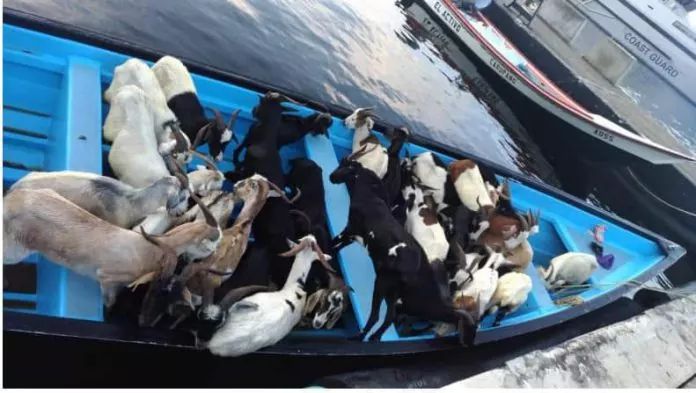 Trinidad – COAST GUARD INTERCEPTS PIROGUE WITH VENEZUELAN NATIONALS,LIVESTOCK AND ALCOHOL ON BOARD