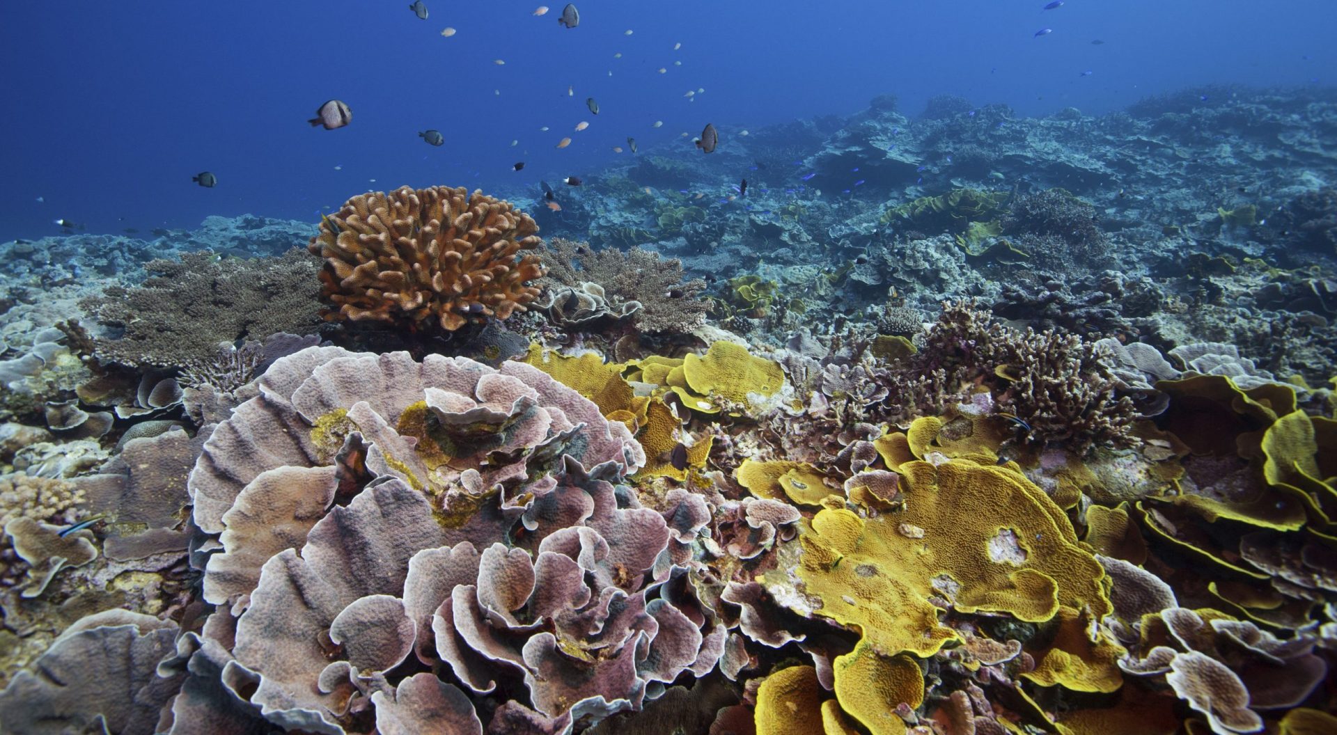 NDP VIEW : Ministry of Fisheries and Marine Conservation - Asberth News