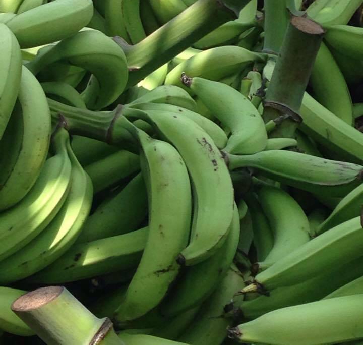 South Rivers’ Plantain Thief Convicted - Asberth News Network