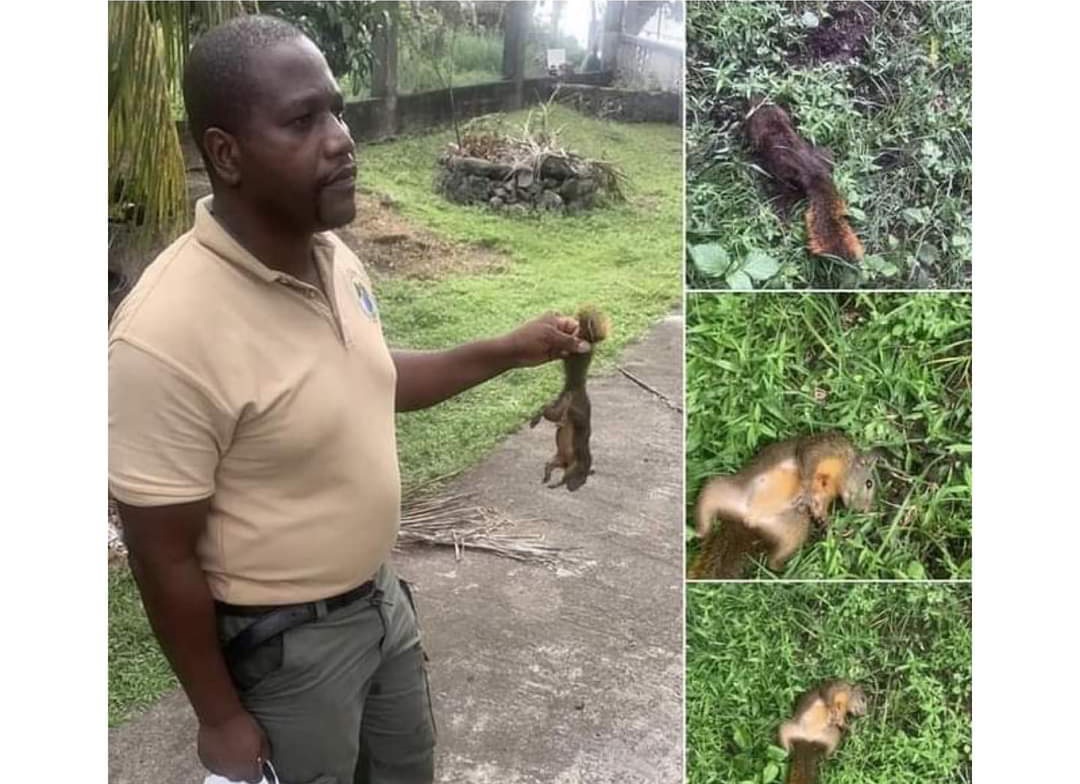 FORESTRY DEPARTMENT CONFIRMS ILLEGAL IMPORTATION OF SQUIRRELS ON BEQUIA