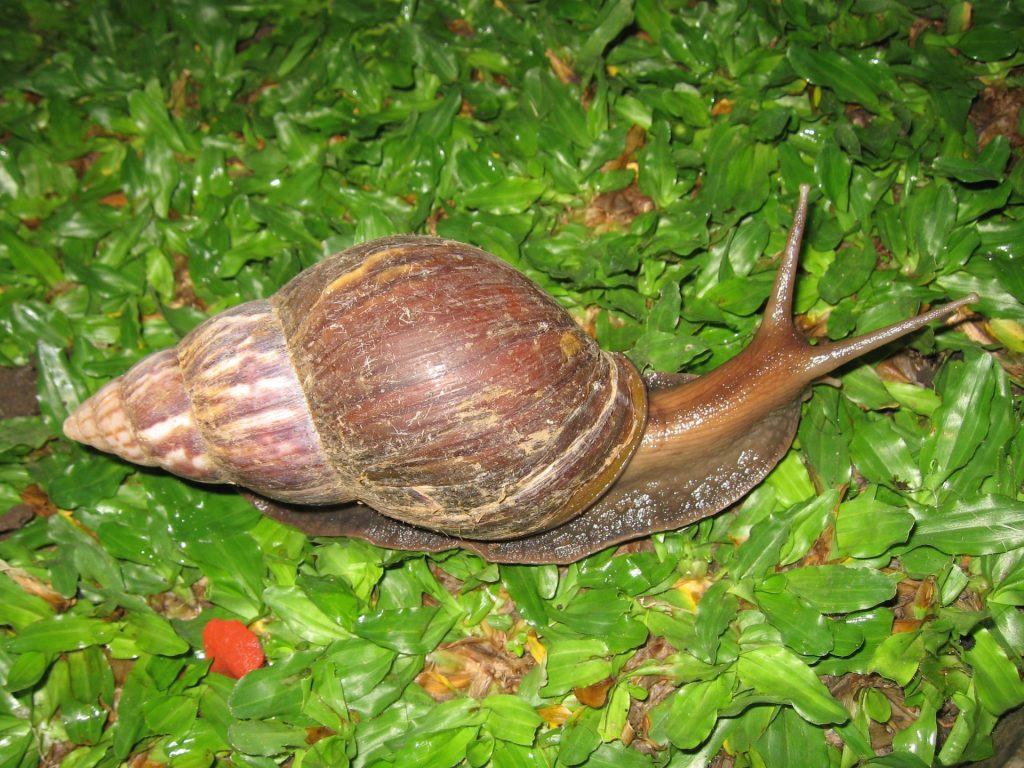 Vincentians urged to be cautious in elimination of Giant African Snail ...