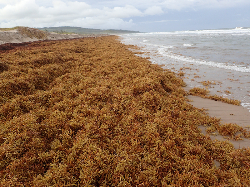 EU-CELAC SUMMIT 2023 RECOGNIZES RISING LEVELS OF SARGASSUM AS A THREAT TO THE CARIBBEAN’S BLUE ECONOMY