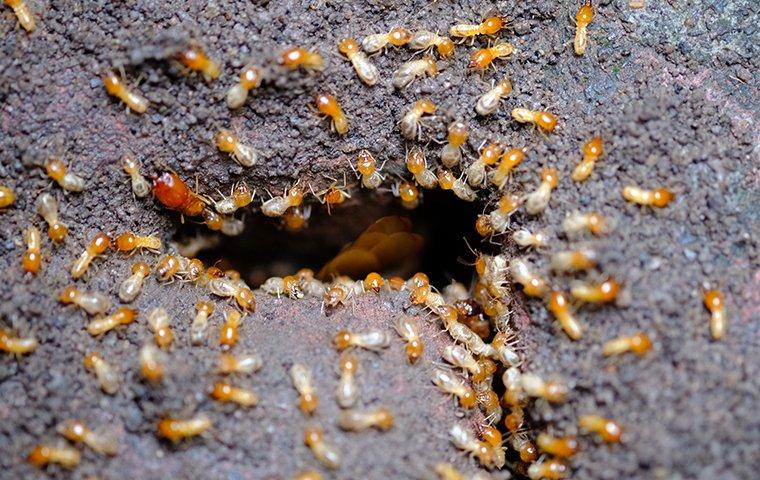 Dr. J.P. Eustace Secondary to Close Temporarily Over Termite Infestation