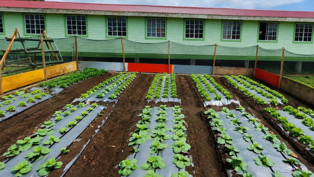 Zero Hunger Trust Fund Launches Regional School Garden Project to Strengthen Food Security